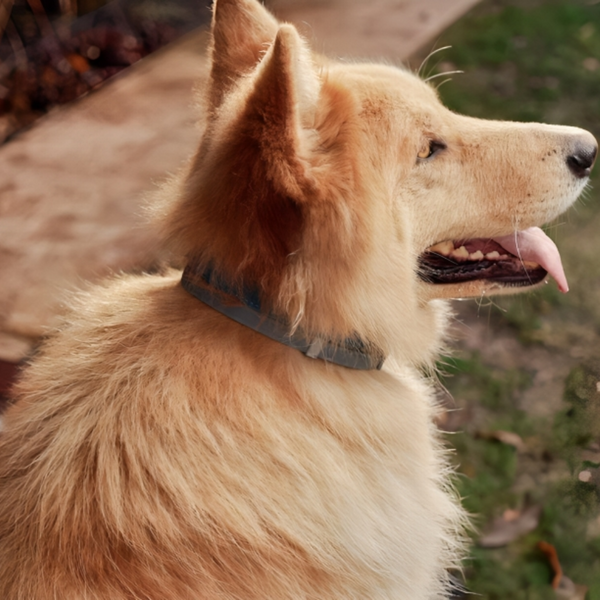 Anti-Flea, Tick & Mosquito Collar